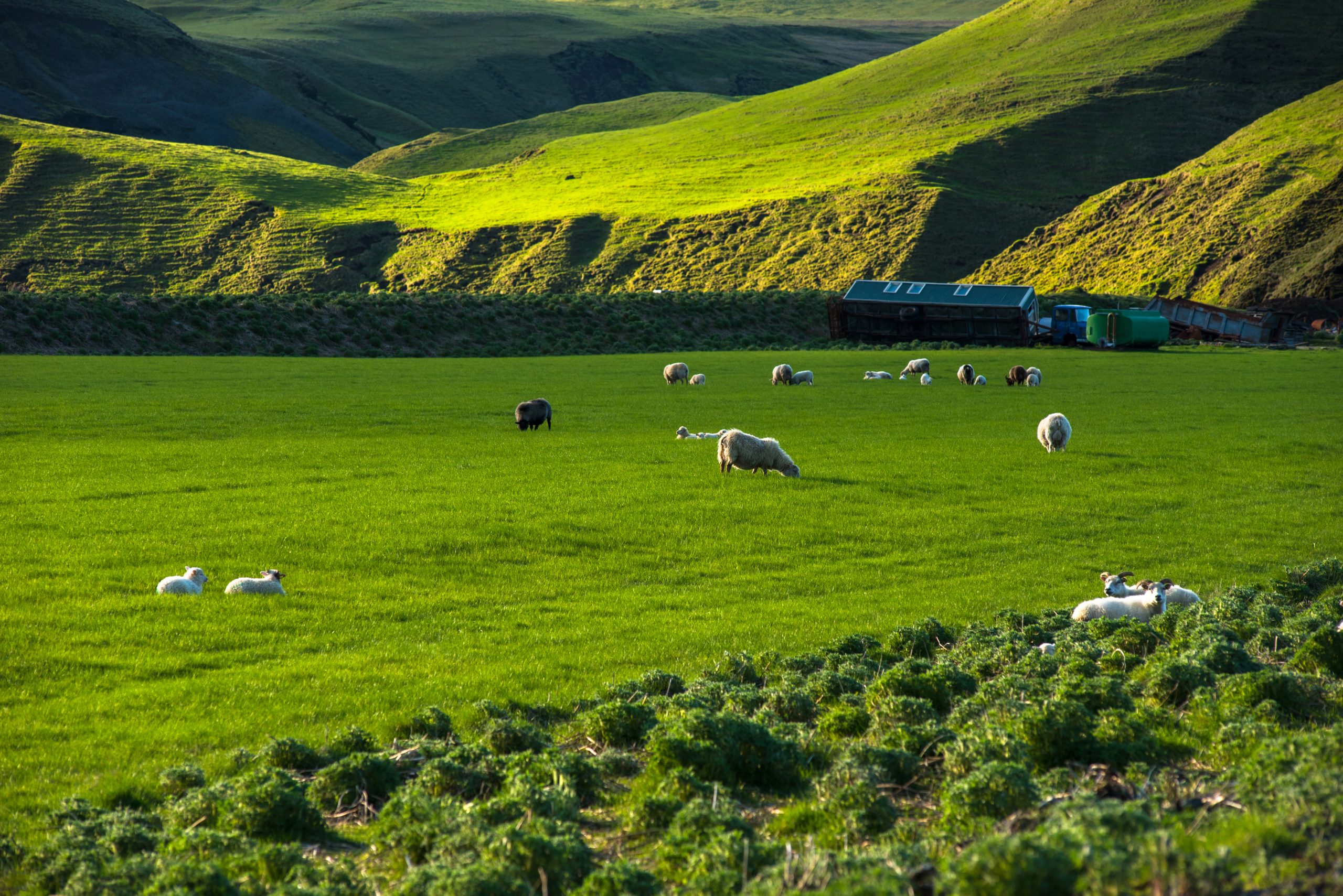 Beautiful Icelandic landscape with grazing sheep